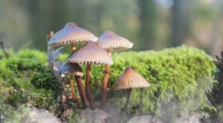 A la découverte des champignons des bois